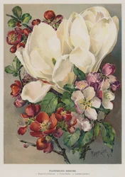Flowering Shrubs